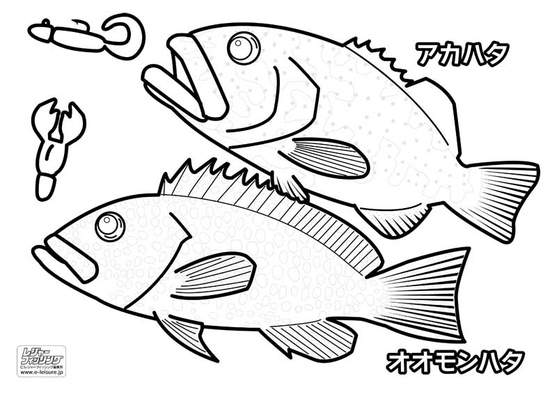 ハタ２種類 オオモンハタ アカハタ のぬりえ さかなのぬりえ 魚の塗り絵