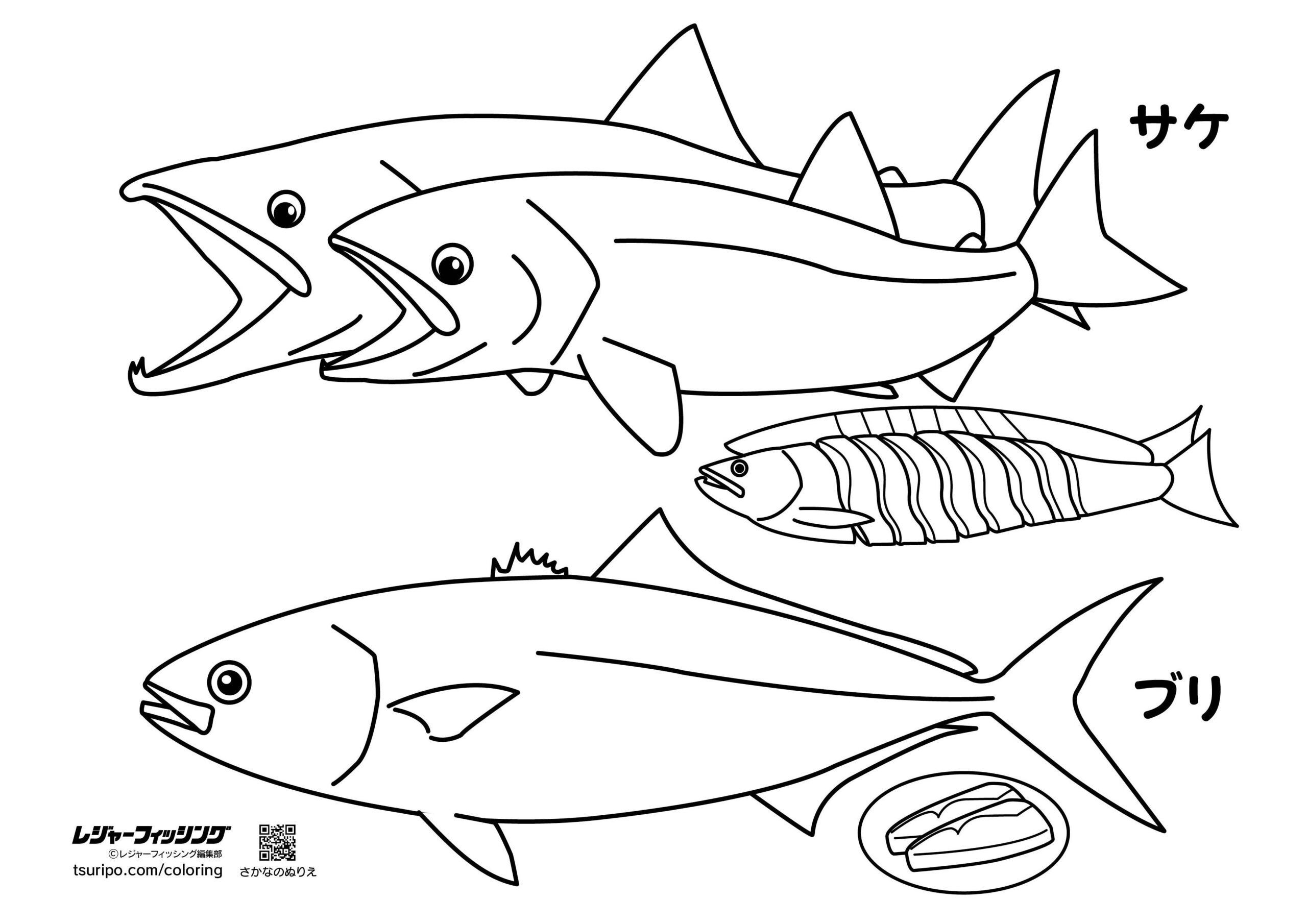 お正月に食べる魚 サケとブリ さかなのぬりえ さかなのぬりえ 魚の塗り絵