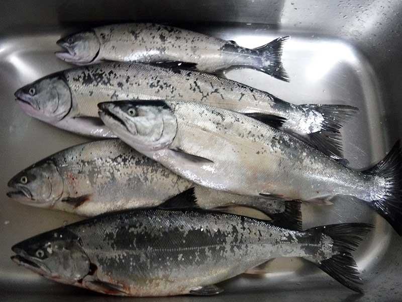 サクラマスのバケ釣りで６匹キャッチ 白老沖 北海道苫小牧市 釣りぽ