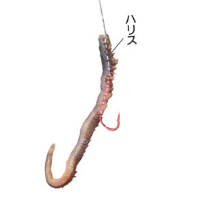 釣果が上がる 釣りエサの付け方 | 釣りぽ TSURIPO