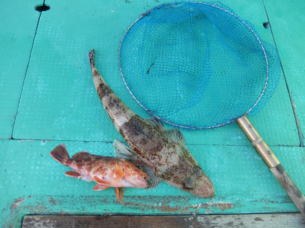 タイラバで釣れたイネゴチとカサゴ
