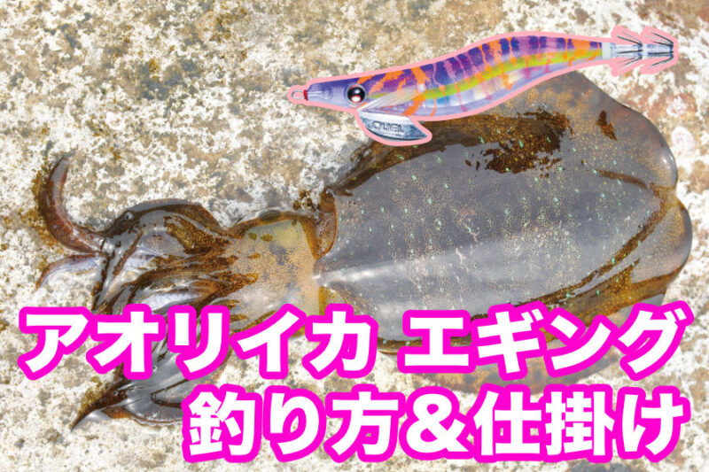 仕掛け＆釣り方 アオリイカ エギング ティップランエギング仕掛け | 釣りぽ TSURIPO