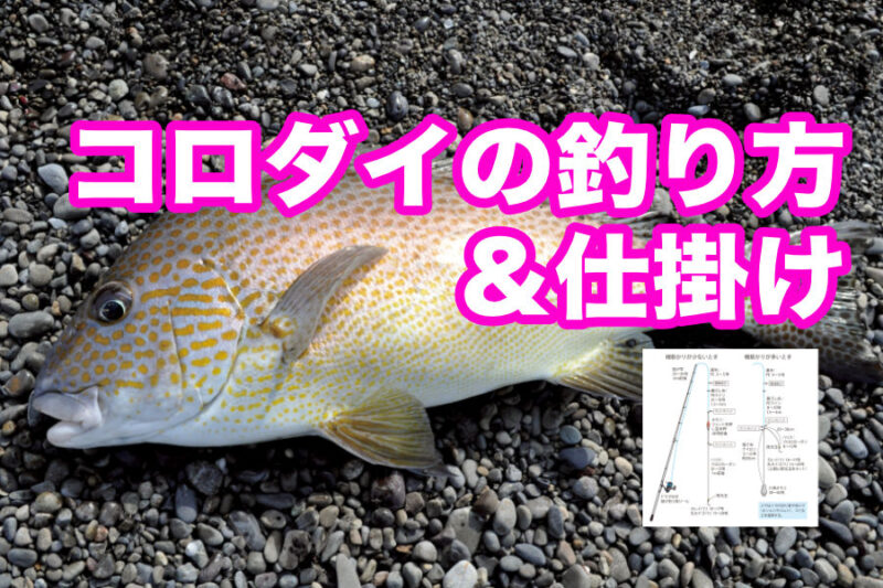 コロダイ釣りの仕掛けや釣り方紹介 コロダイの投げ釣り 釣りぽ Tsuripo