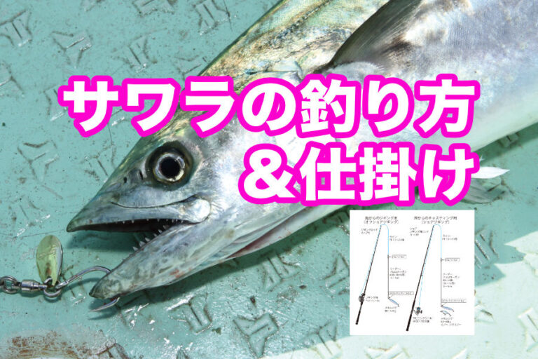 サワラ サゴシ | サワラで作るサゴシ : サワラ と サゴシ の 違い – PFEG