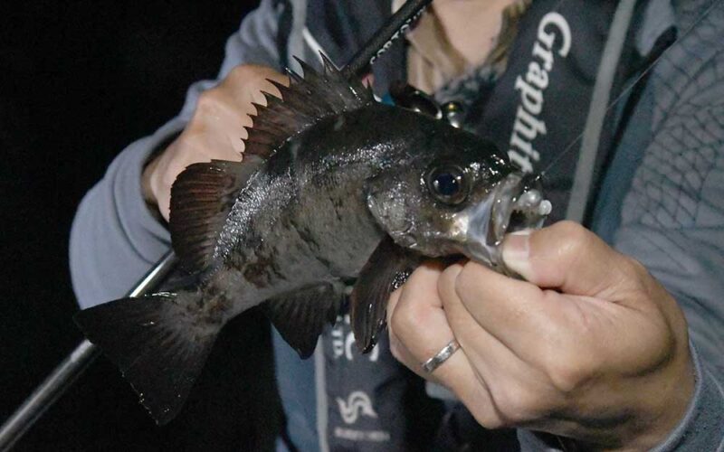 双海のメバル釣り