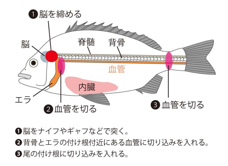 魚の締め方の図