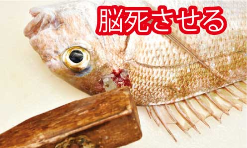 魚の締め方 脳死