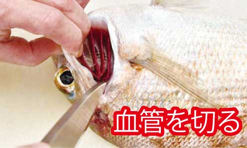 魚の締め方 エラを切る