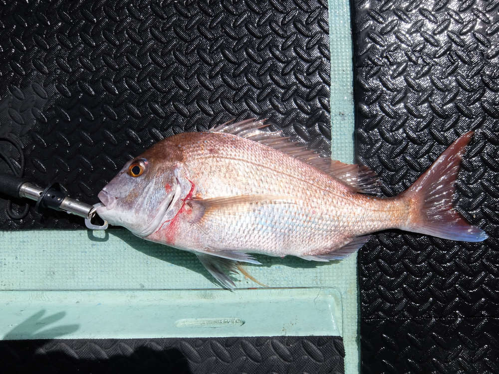 エビラバで釣ったマダイ