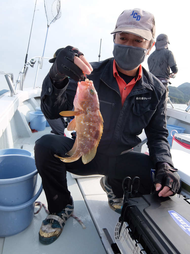 釣れたアコウ