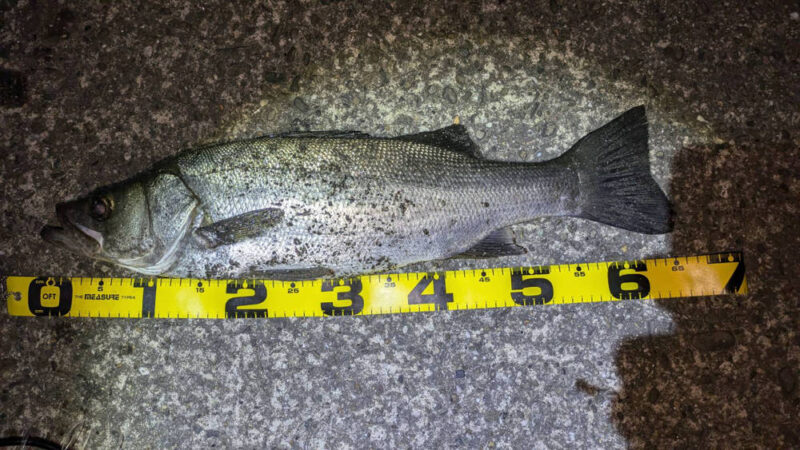 港で釣れたヒラスズキ