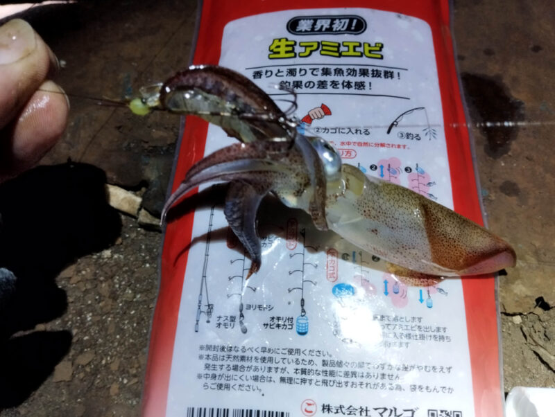 姫路港で釣れたヒイカ