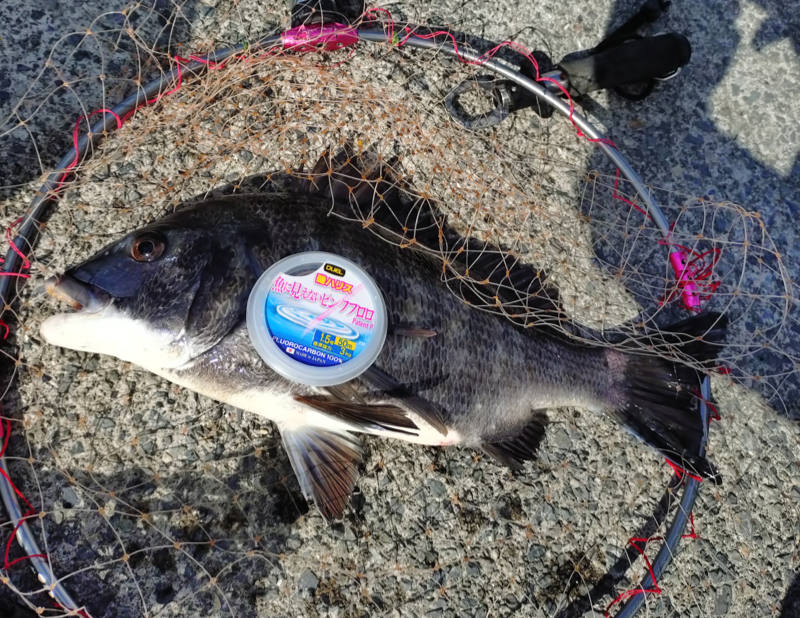 魚に見えないピンクフロロと釣果