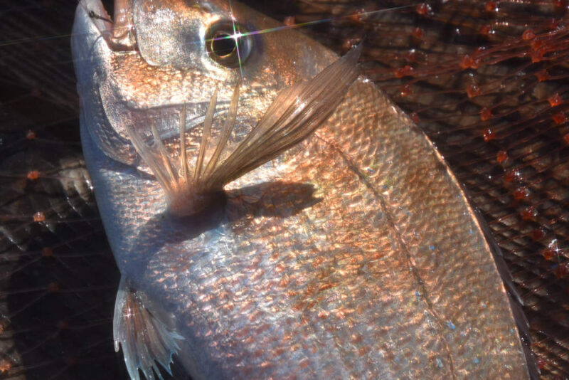 海恵で釣れたマダイ