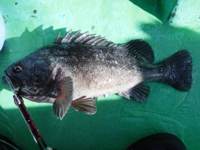 釣れたクロソイ