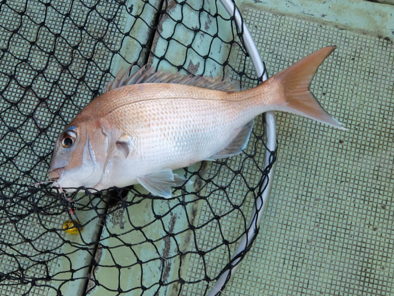 タイラバで釣れたマダイ