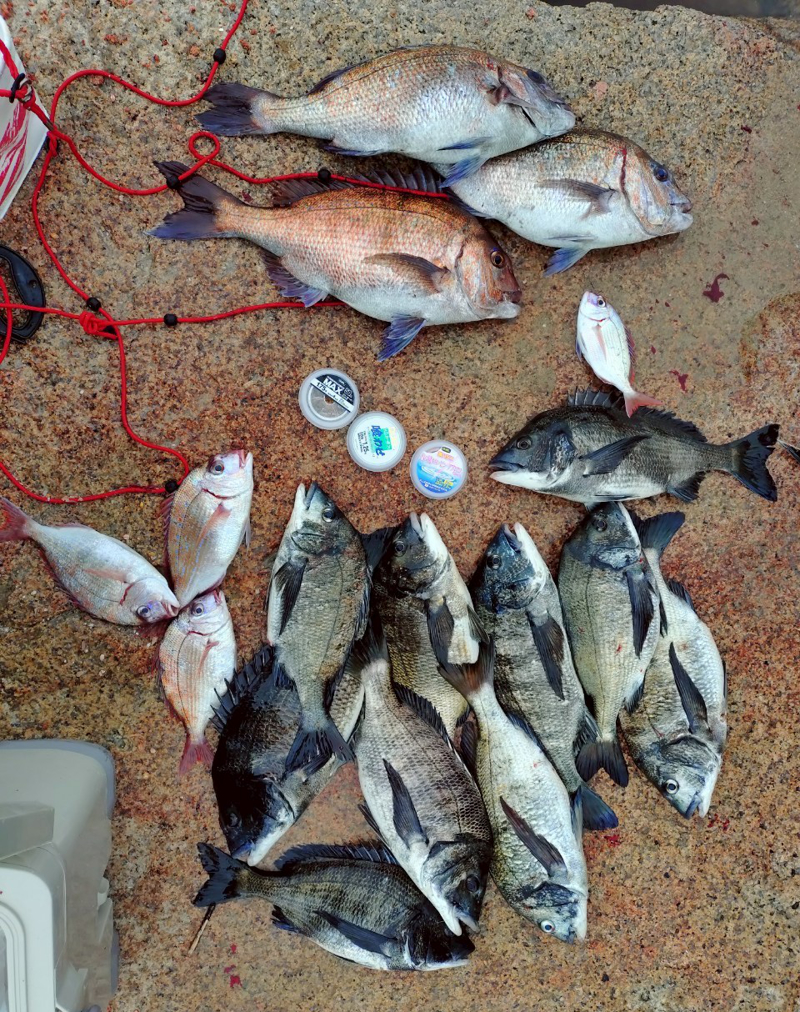 広島湾の釣果