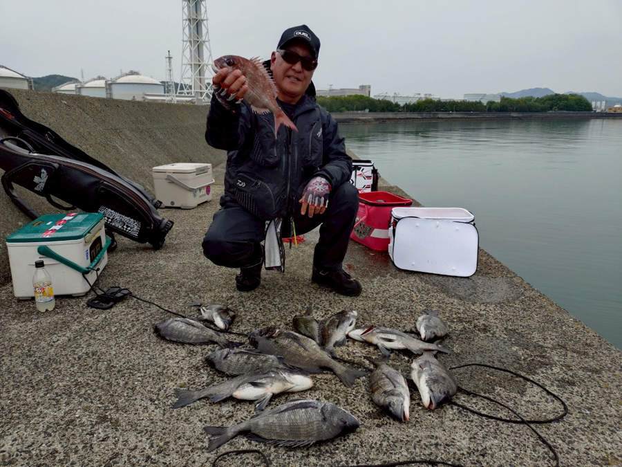柳井の釣果 チヌ マダイ