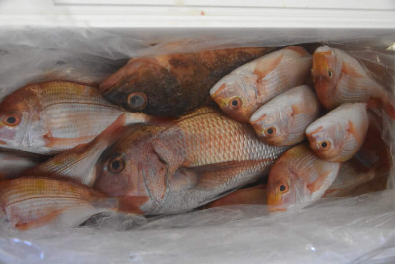 日本海マダイ釣果