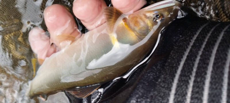 釣れたアユ