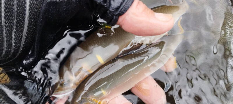 矢田川で釣れたアユ