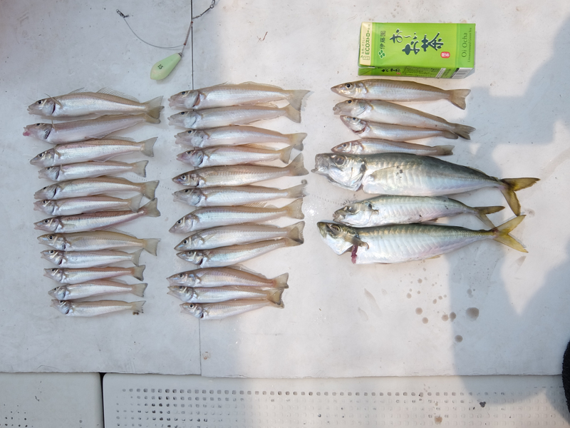 キス釣り釣果 尾道