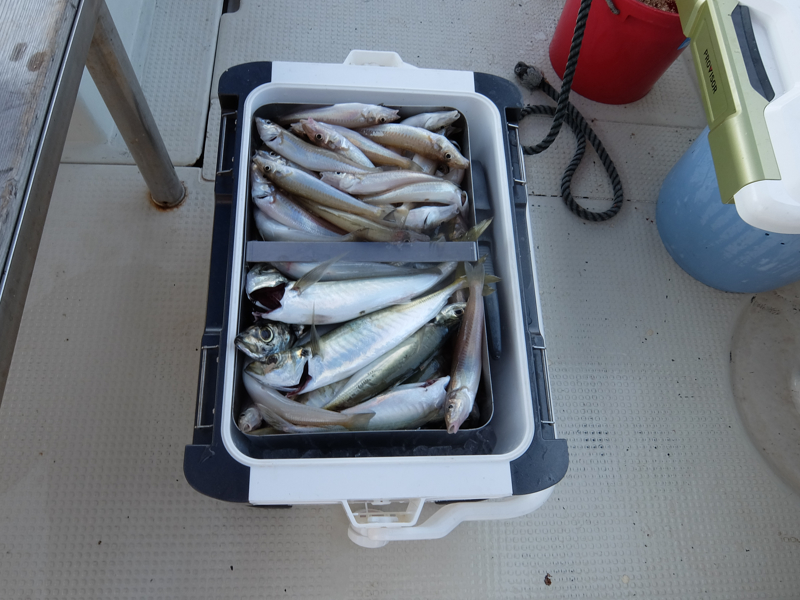 釣り船くわだ キスとアジの釣果