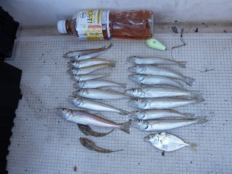 シロギス釣り釣果