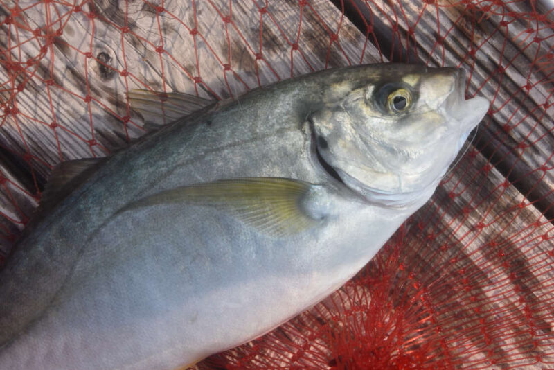 海上釣り堀シマアジ