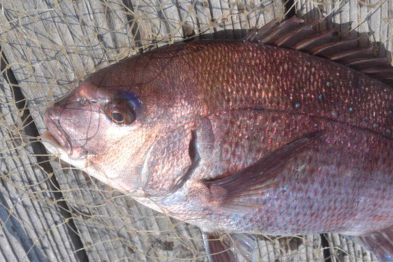 海上釣り堀のマダイ