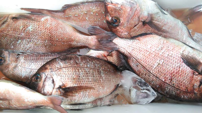海上釣り堀海恵の釣果