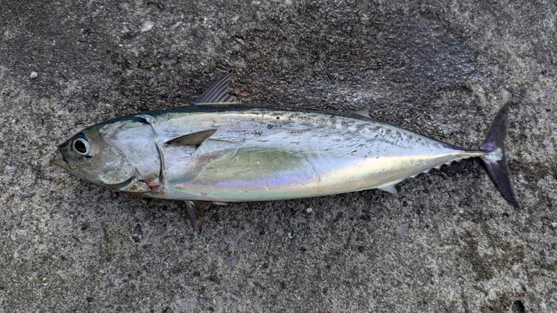 愛南町で釣れたメジカ