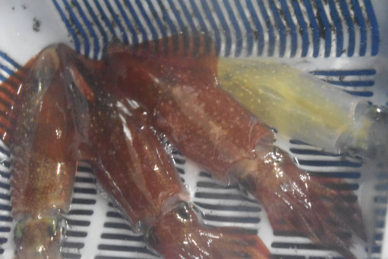 日本海イカメタル釣果