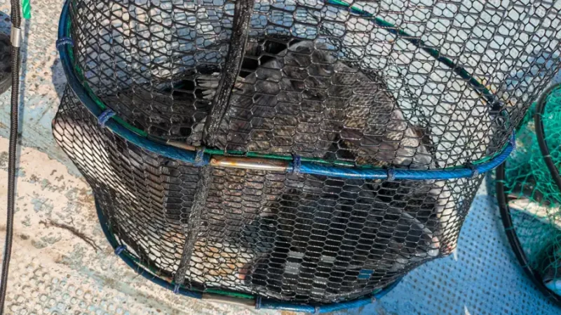かかり釣り釣果