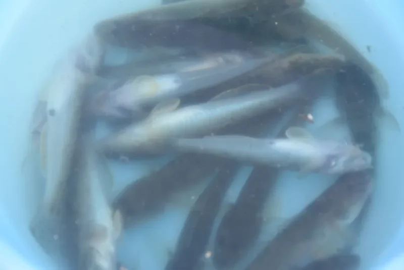ハゼ釣果