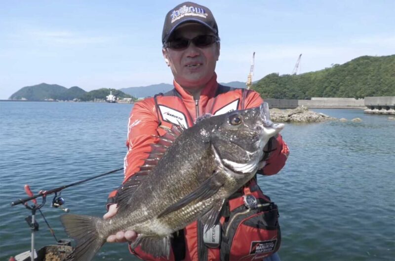 宿毛湾の大チヌ