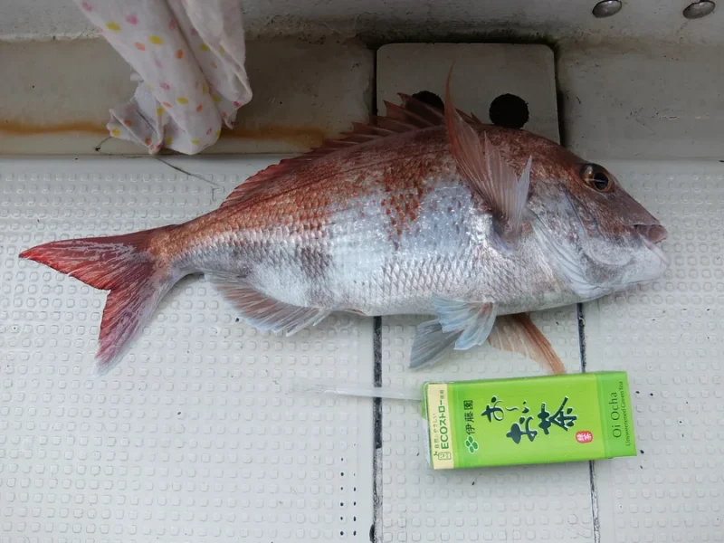 第二辰丸マダイ釣果