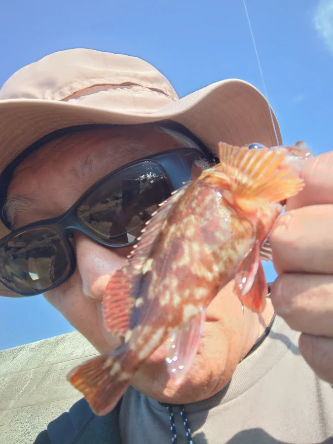 周防大島 カサゴ