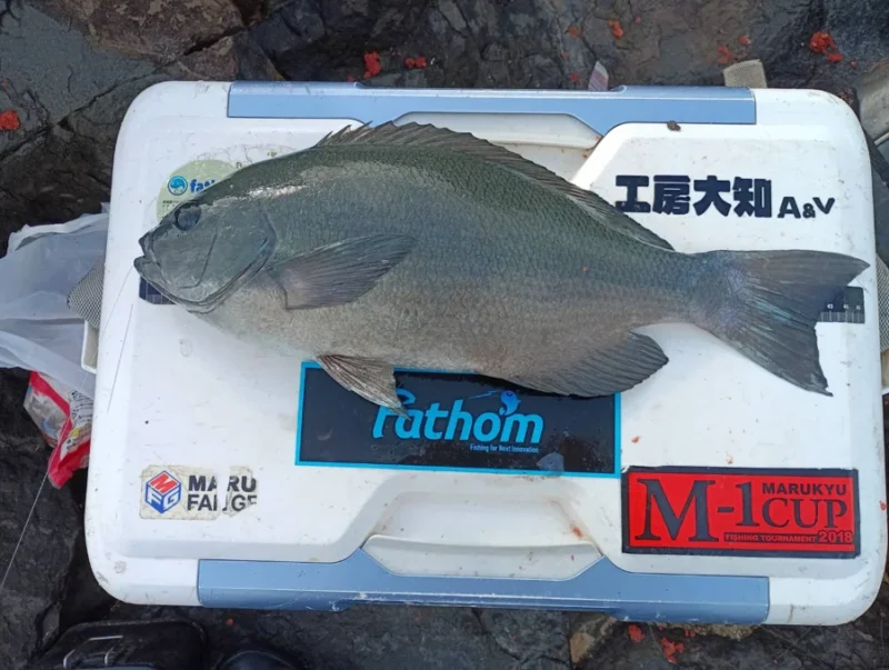 良型グレ 宇和海