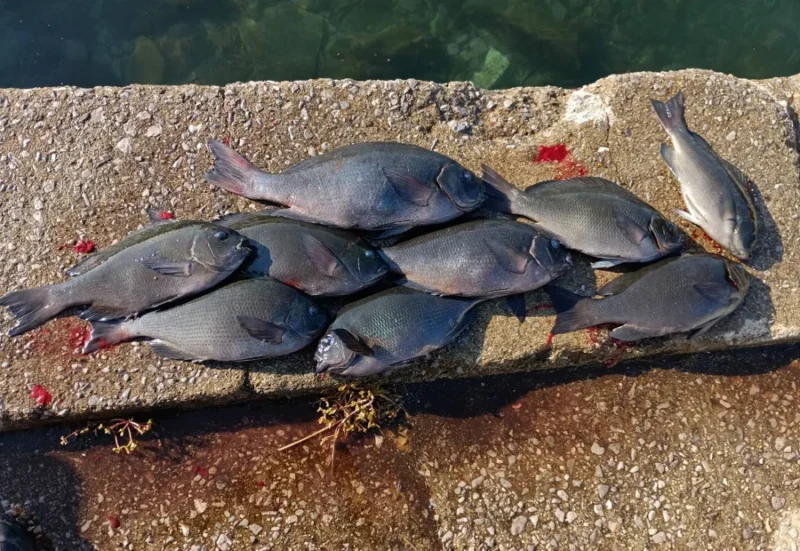 矢ヶ浜 グレ釣果