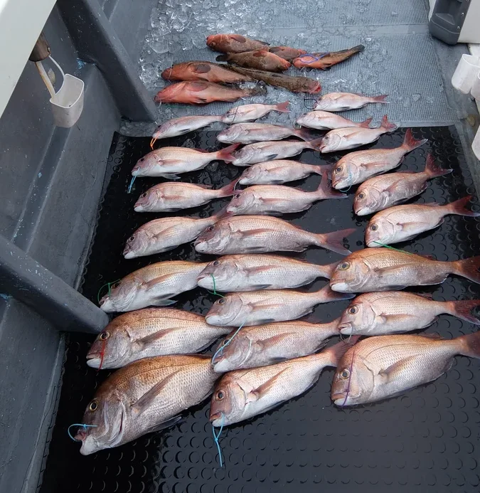 金比羅丸マダイ釣果