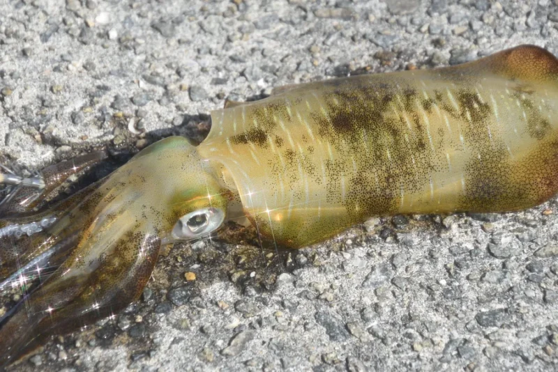 家島のアオリイカ