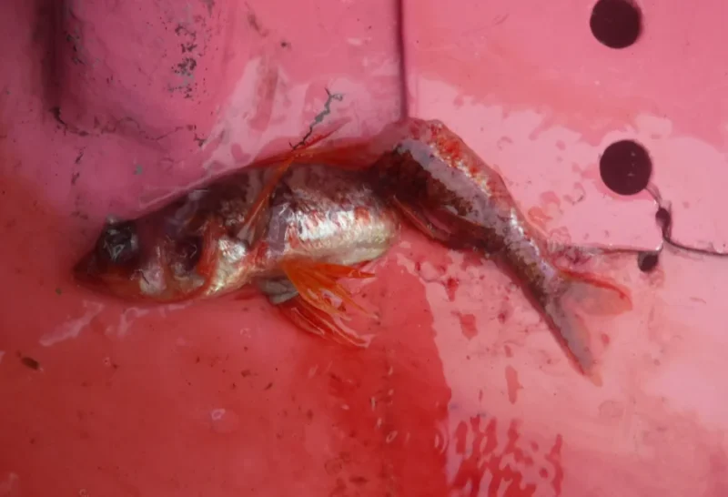 食べられたヒメ