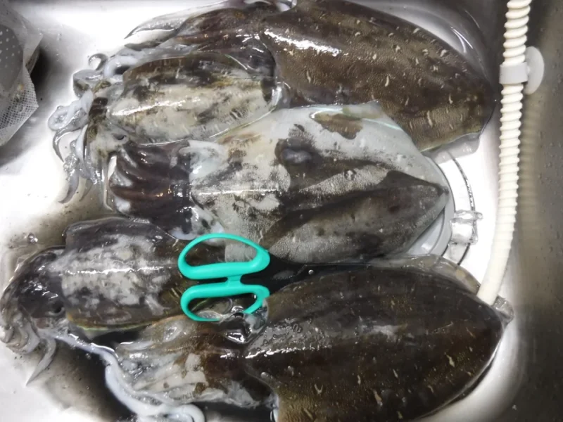 紋甲イカ モンゴウイカ