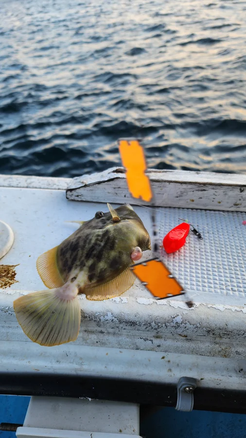 カワハギ釣りの集魚板