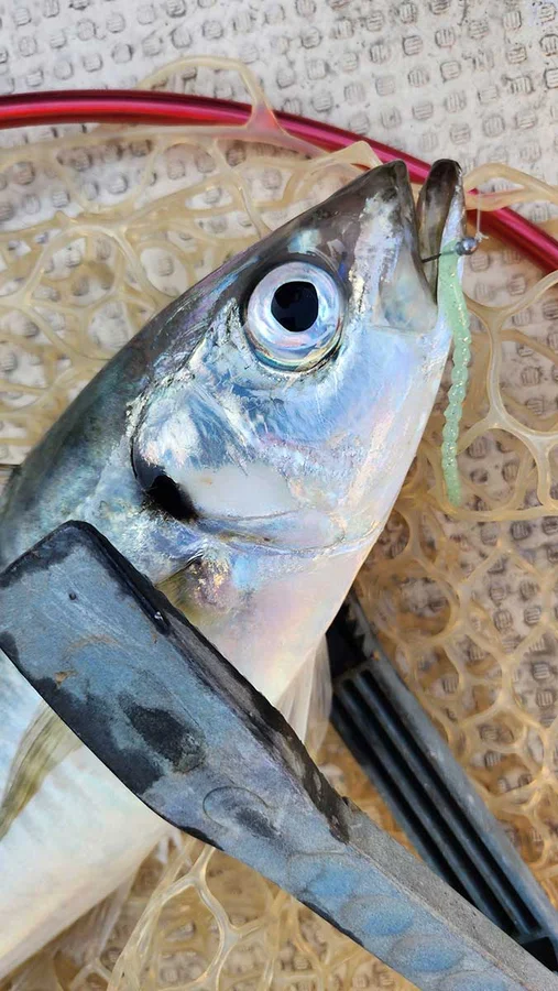 ジャクソン アジパール