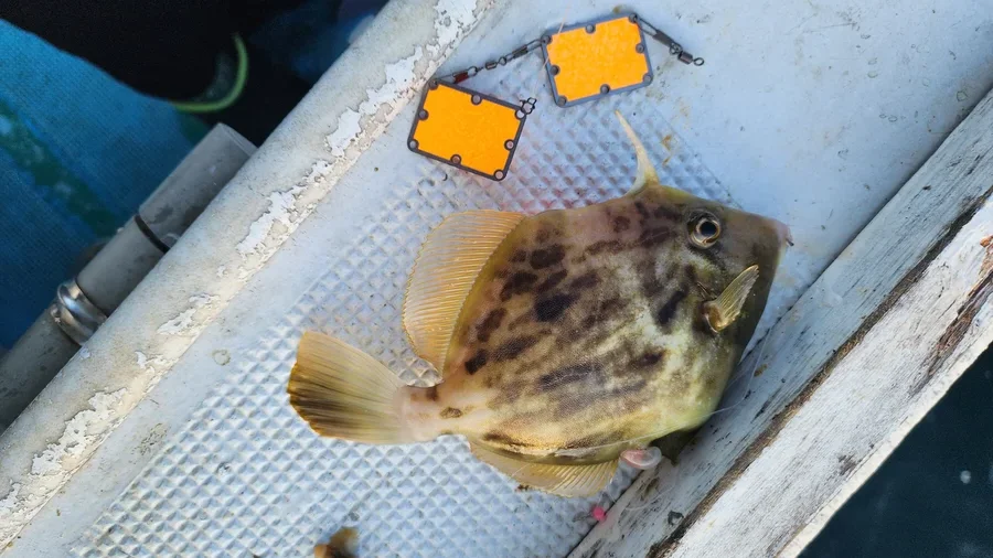 ゼッチョウ魔法の集魚板 東邦産業