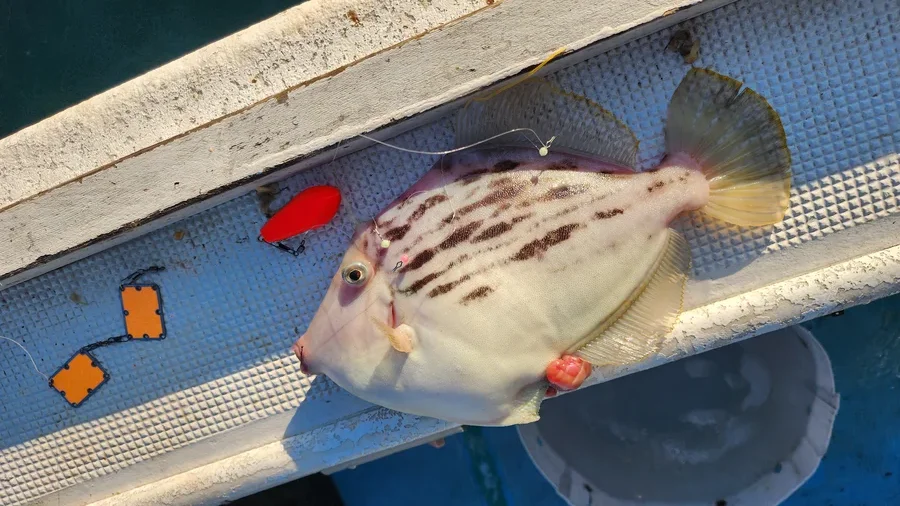 カワハギ ゼッチョウ魔法の集魚板