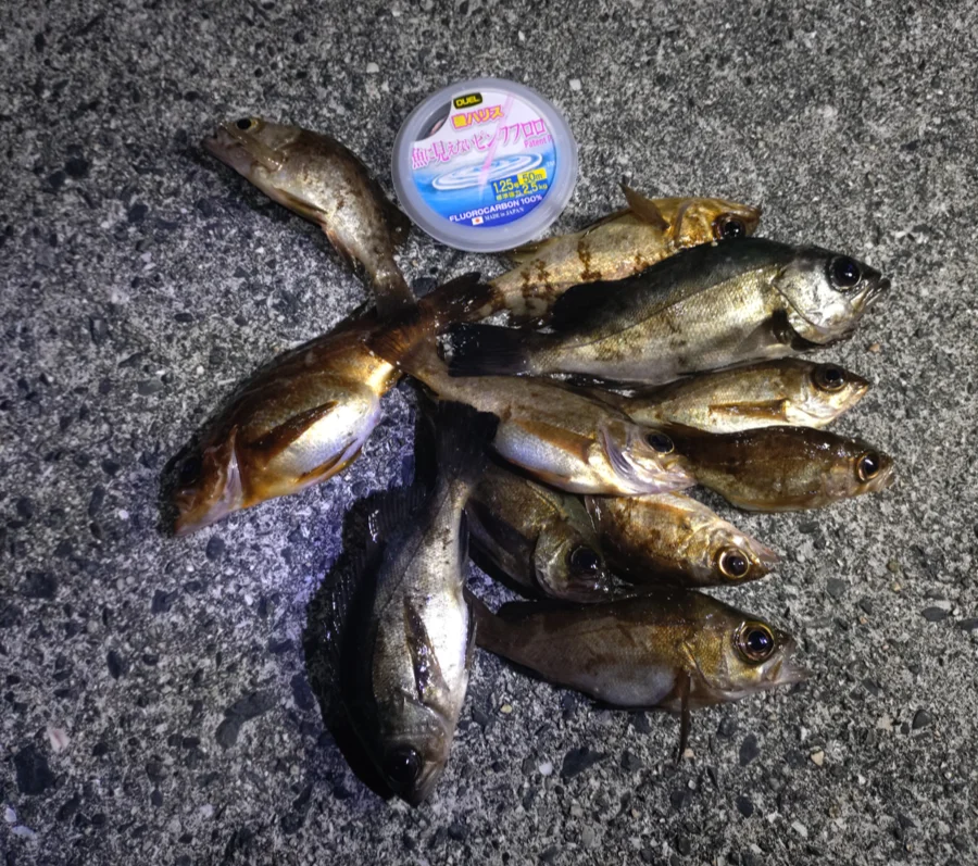 周防大島メバル釣果