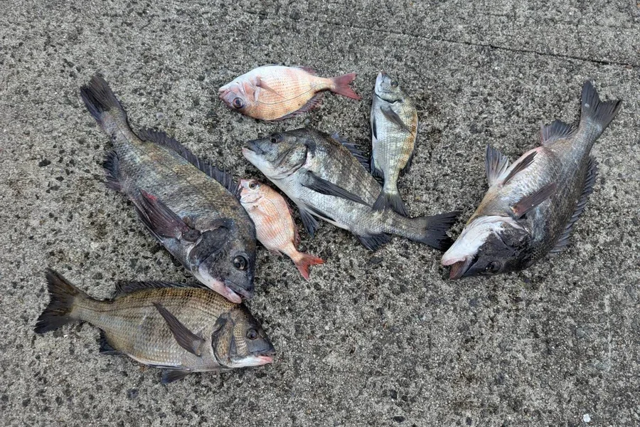 似島のチヌ釣果